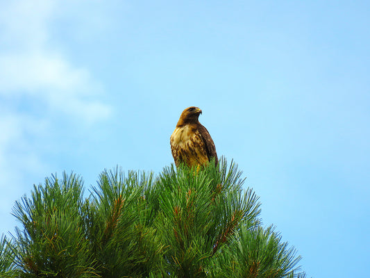 Photo Hawk Observing Meadow from Pine Tree Blue Sky Duck Creek Village Utah