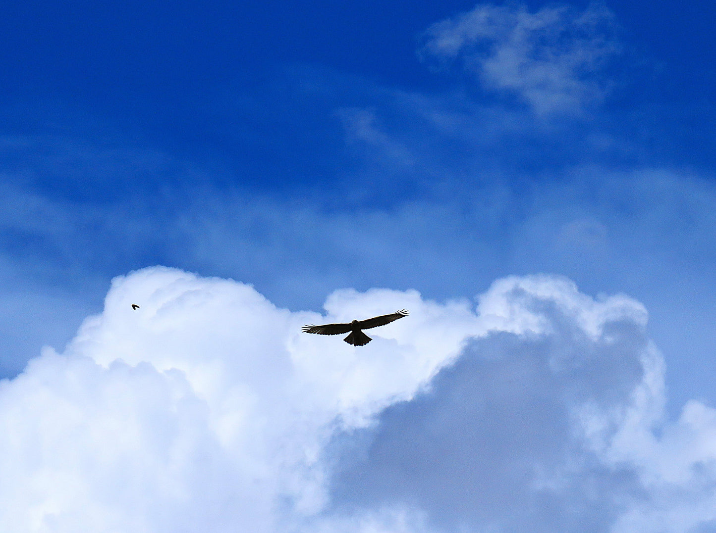 Photo Hawk Soaring White Clouds Blue Sky Duck Creek Village Utah