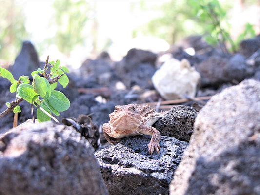 Photo Horny Toad Lizard on Rocks in Forest Duck Creek Village Utah