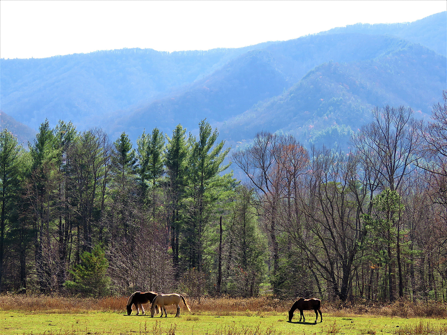 Photo Autumn Horses Grazing Trees Great Smokey Mountains Cades Cove Tennessee