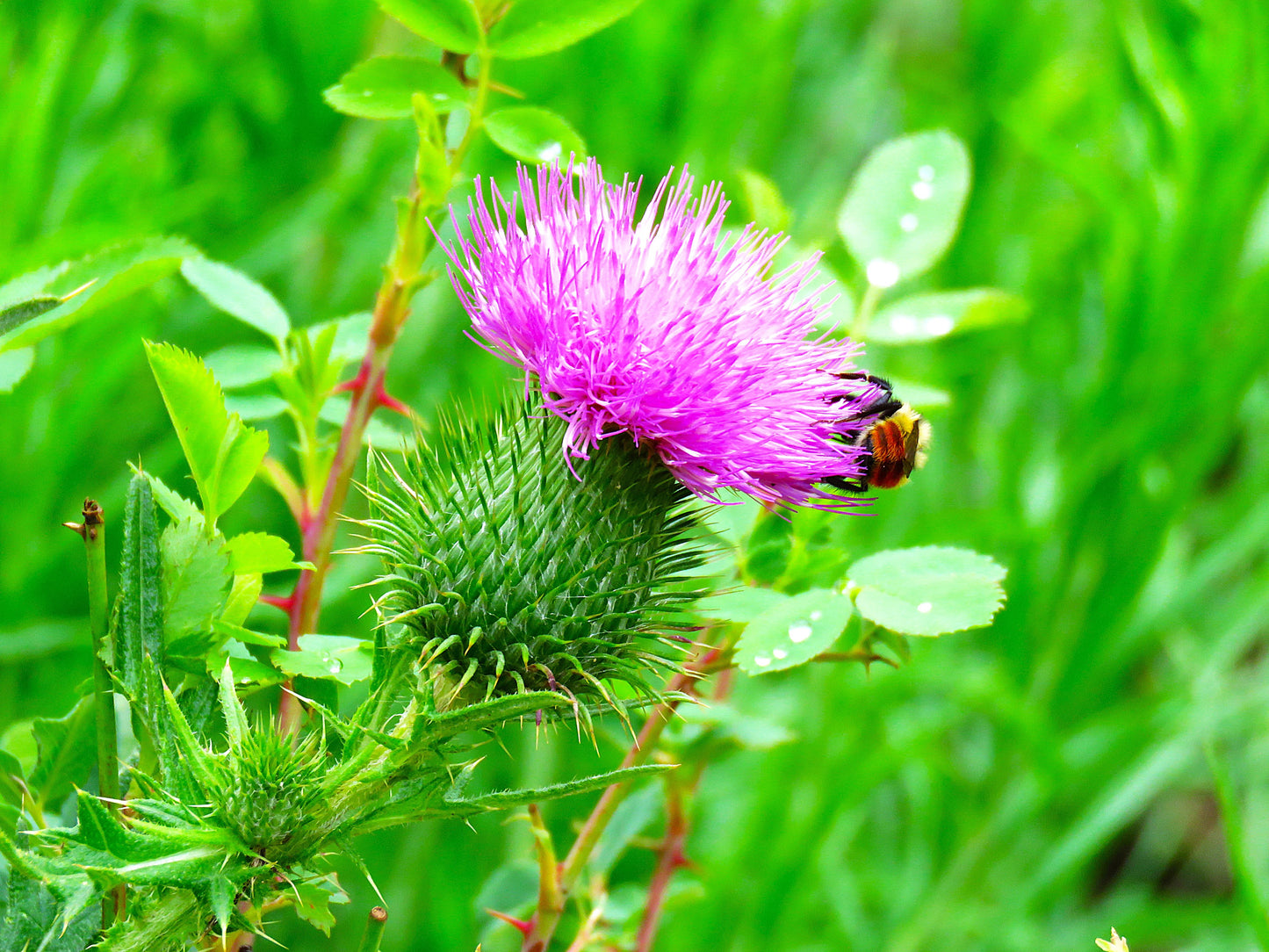 Photo Bee Hunts Bumblebee on Pink Plumeless Thistle Duck Creek Village Utah