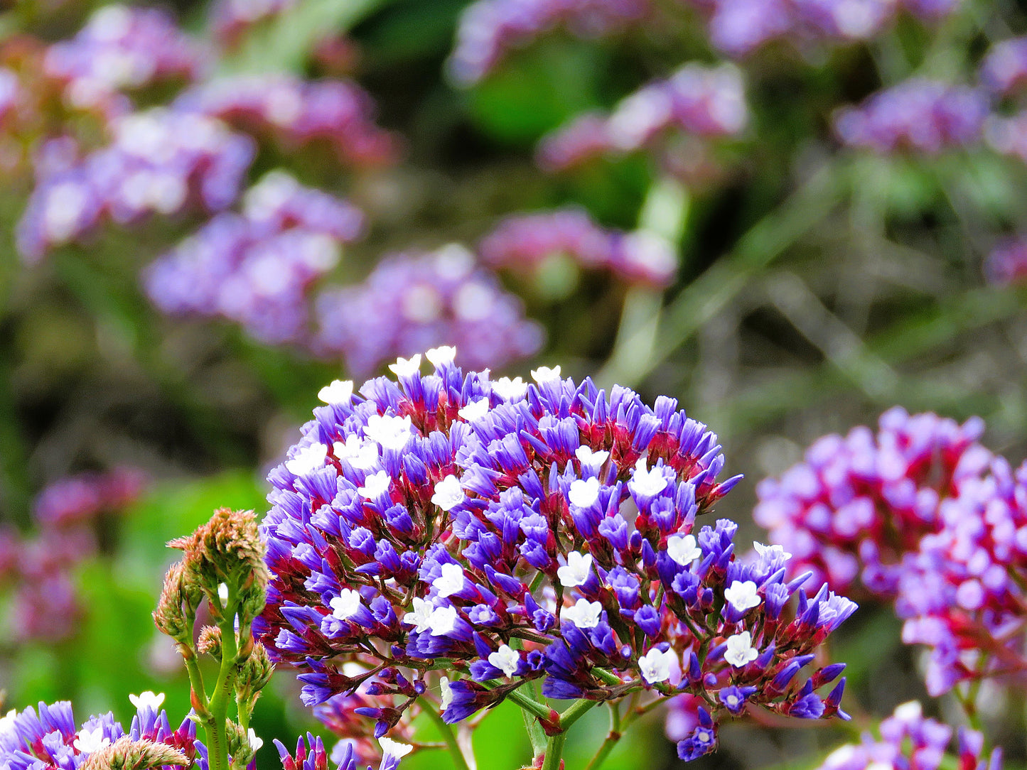 Photo Tiny Purple and White Flowers Dana Point California