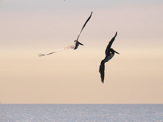 Photo Pelican Duo Flying in Formation Ocean Dana Point California