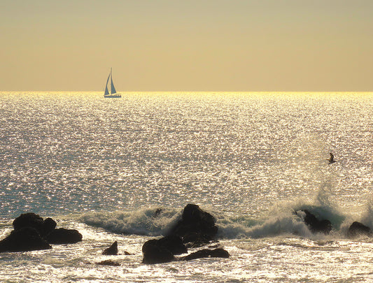 Photo Shimmering Ocean Sailboat Rocks Seagull Afternoon Dana Point California