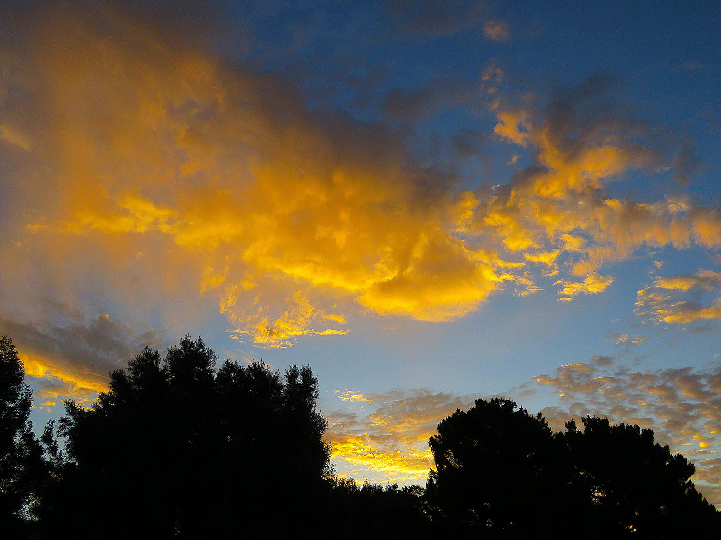 Photo Orange Sunrise Willow and Pine Trees Cherry Valley California