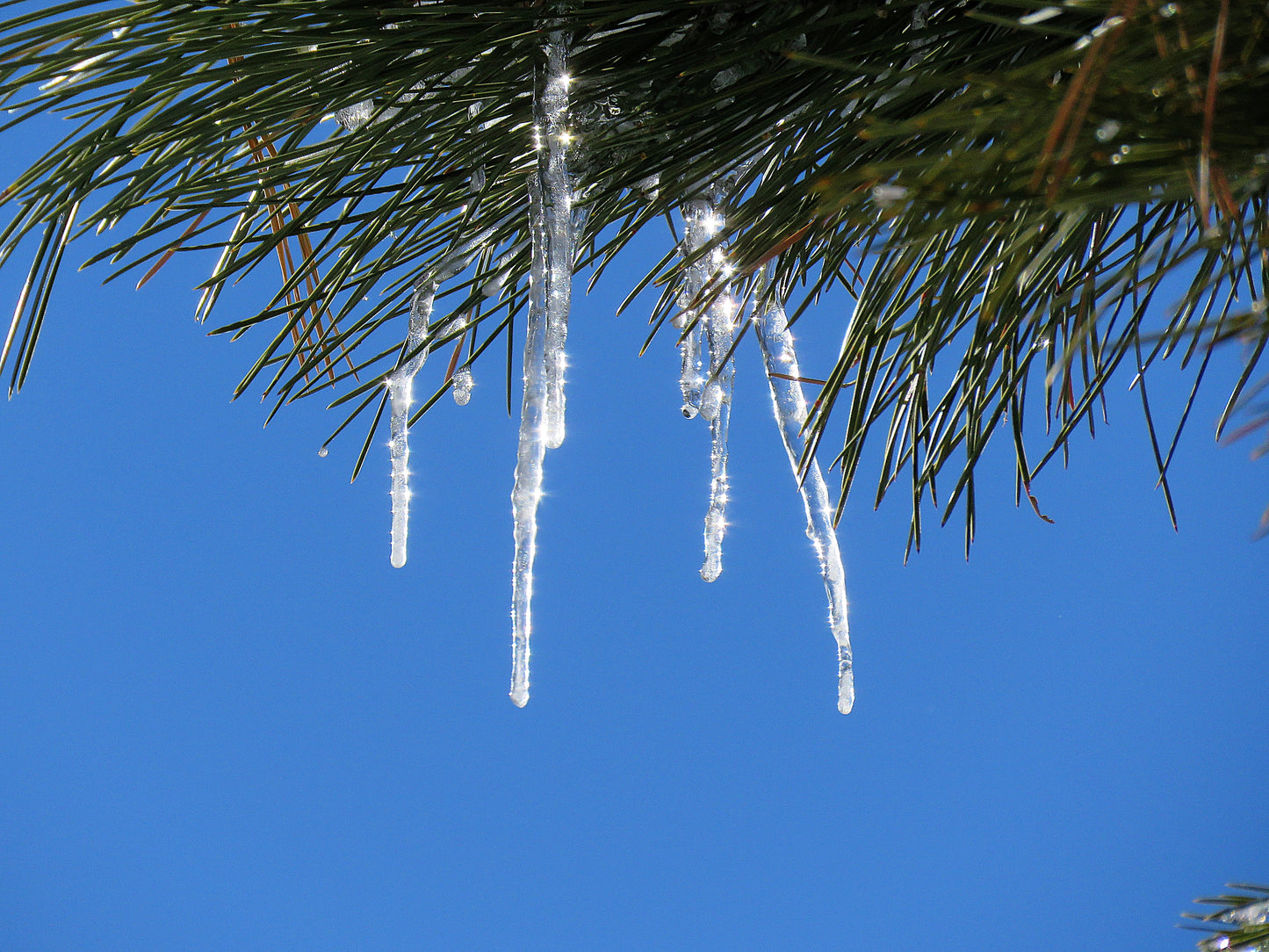 Photo Icicles in Pine Trees Brilliant Blue Sky Duck Creek Village Utah