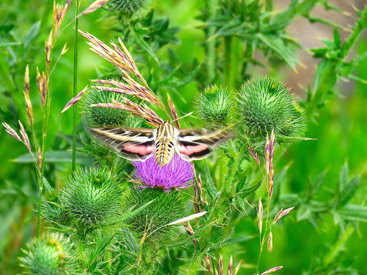 Photo Sphinx Moth Rear View Purple Plumeless Thistle Duck Creek Village Utah