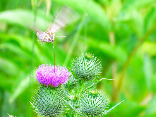 Photo Sphinx Moth Front Tongue Purple Plumeless Thistle Duck Creek Village Utah