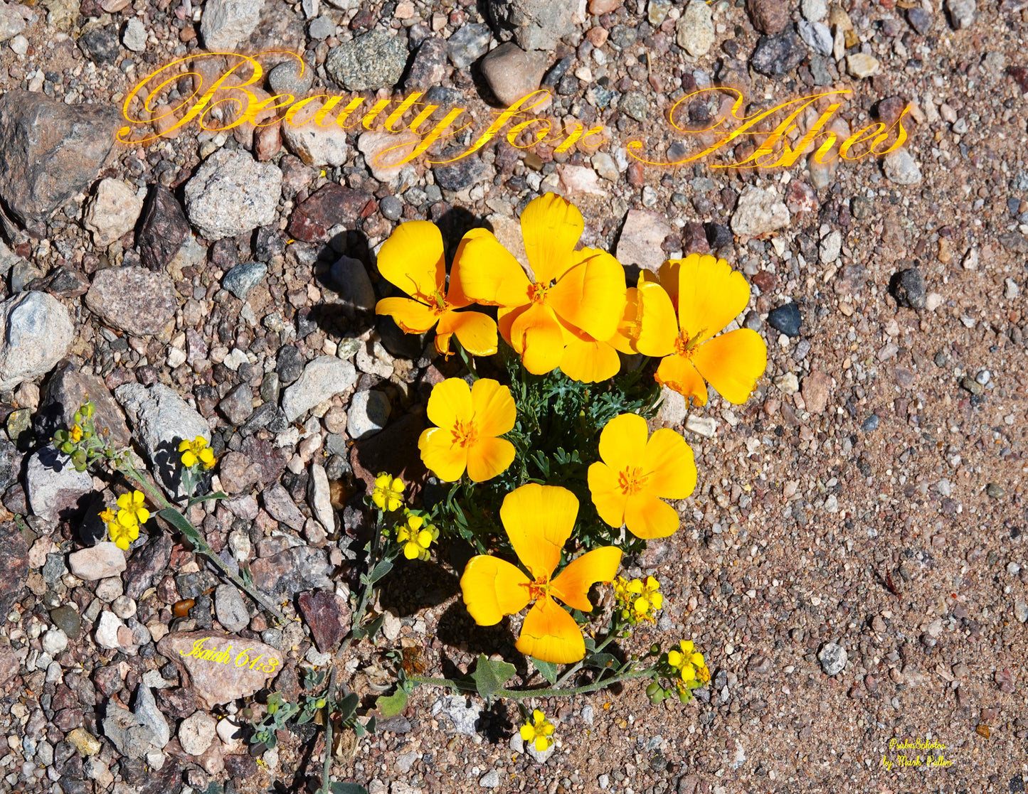 Photo Scripture Picture Beauty For Ashes Beautiful Yellow Desert Flower, Laughlin, Nevada, Isaiah 61:3