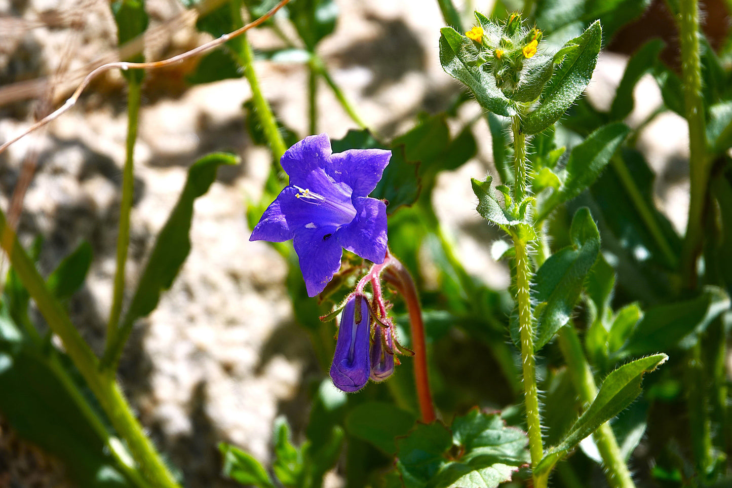 Photo Desert Bluebell Wildflower Rocks Green Leaves Joshua Tree California