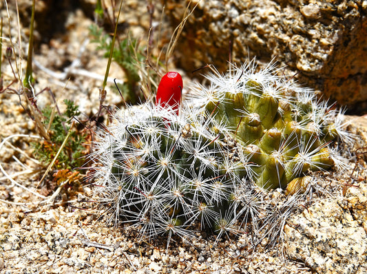 Photo Mammilliaria Prolifera Cactus Rocks Joshua Tree California