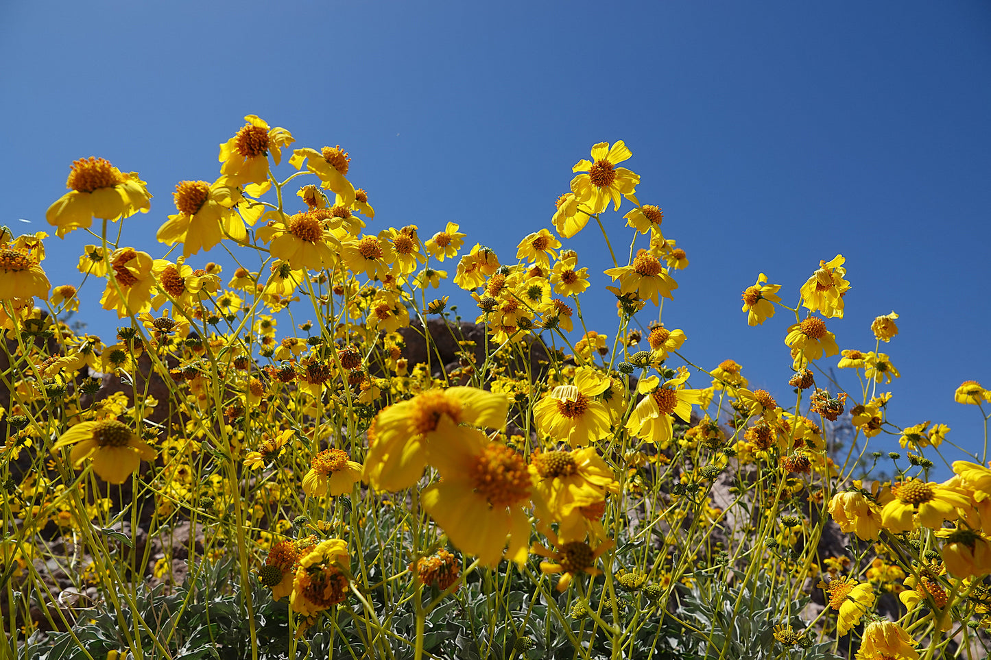 Photo Brittlebush Beauties and Blue Skies Lake Mojave Arizona