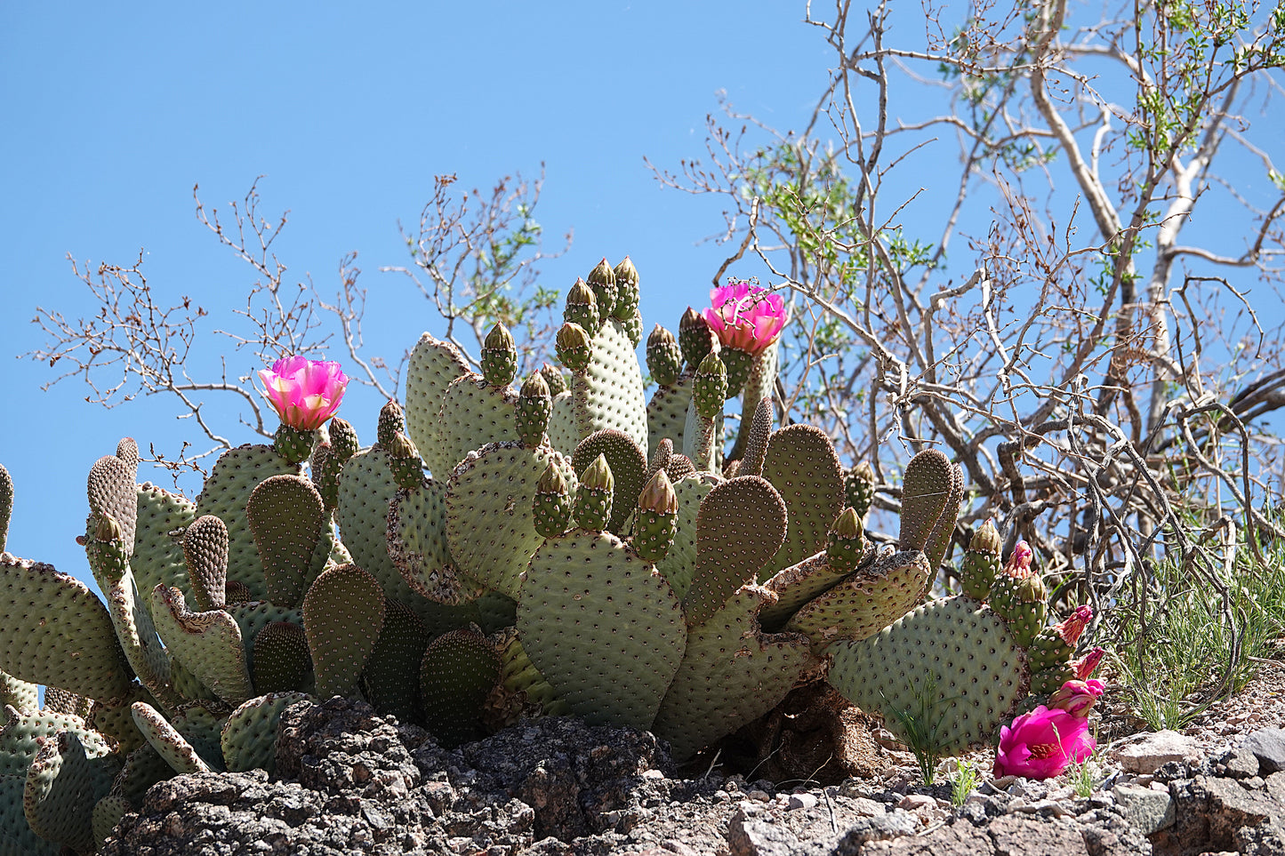 Photo Prickly Pear Cactus Blossoms Desert Floor Blue Skies Lake Mojave Arizona