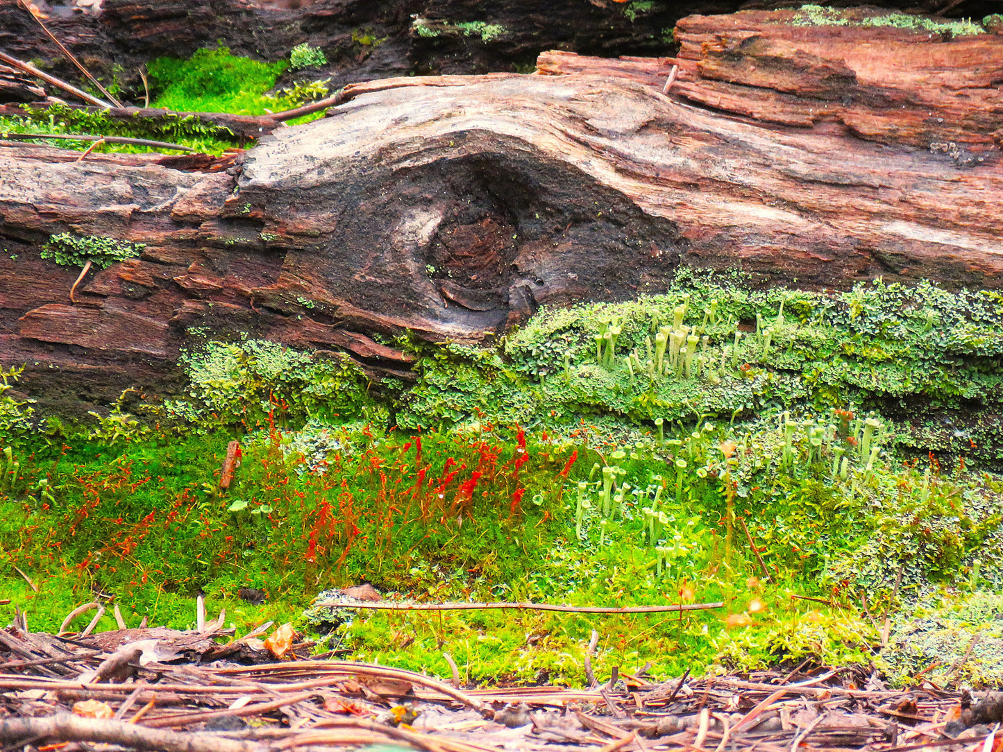 Photo Dead Log Full of Life Moss Forest Floor Pines Duck Creek Village Utah