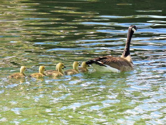 Photo Momma Goose and babies in pond in San Bernardino