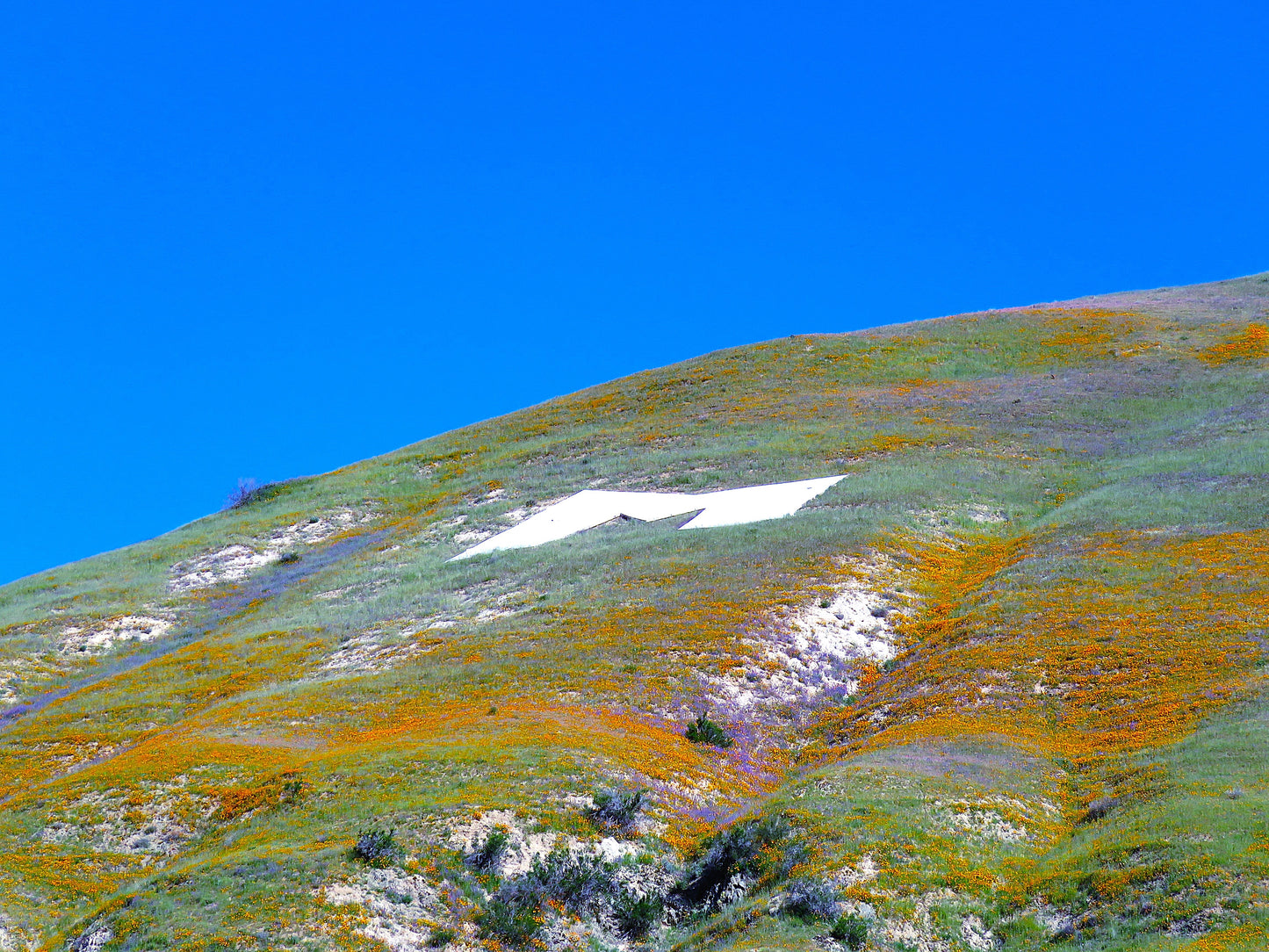 Photo Purple Yellow Orange Wildflowers Blue Sky M Logo Morongo Reservation Banning California