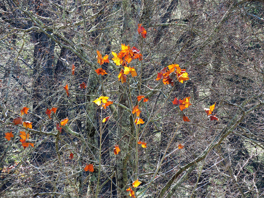 Photo Autumn Bald River Falls Orange Leaves Bare Branches Tennessee