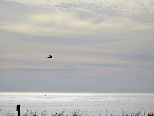 Photo Pelican Silhouette Shimmering Ocean Crystal Cove Beach California