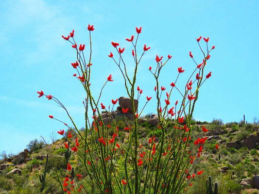 Photo Ocotillo Cactus Blooms Blue Sky Desert Cave Creek Arizona