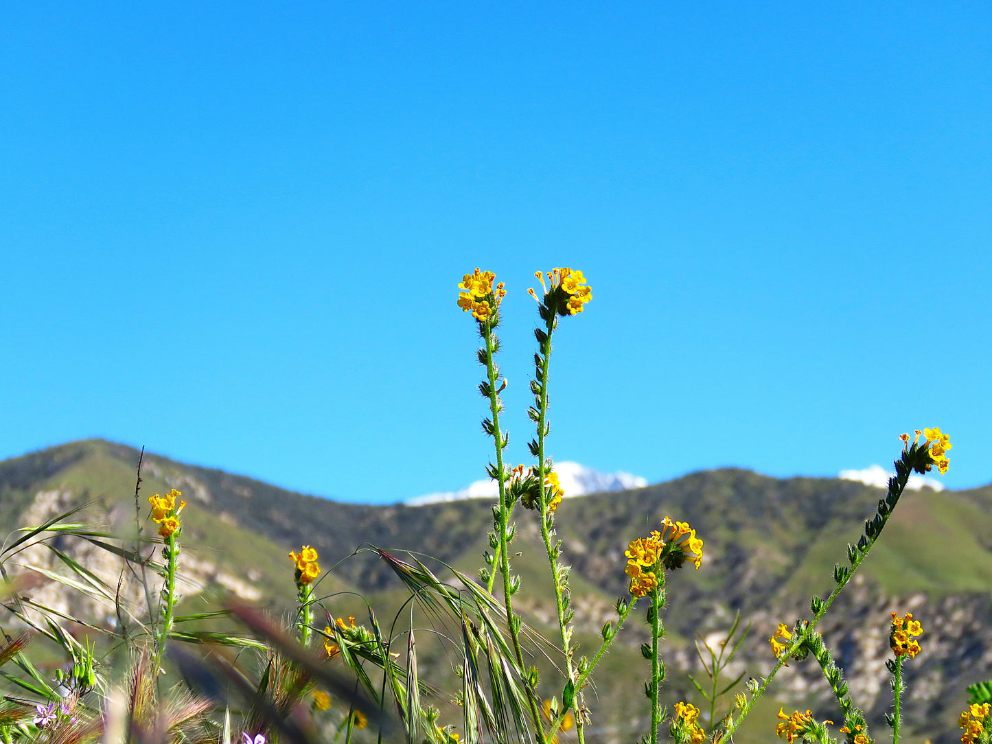 Photo Orange Fiddlenecks Blue Sky Snowcapped Mountains Morongo Reservation Banning California