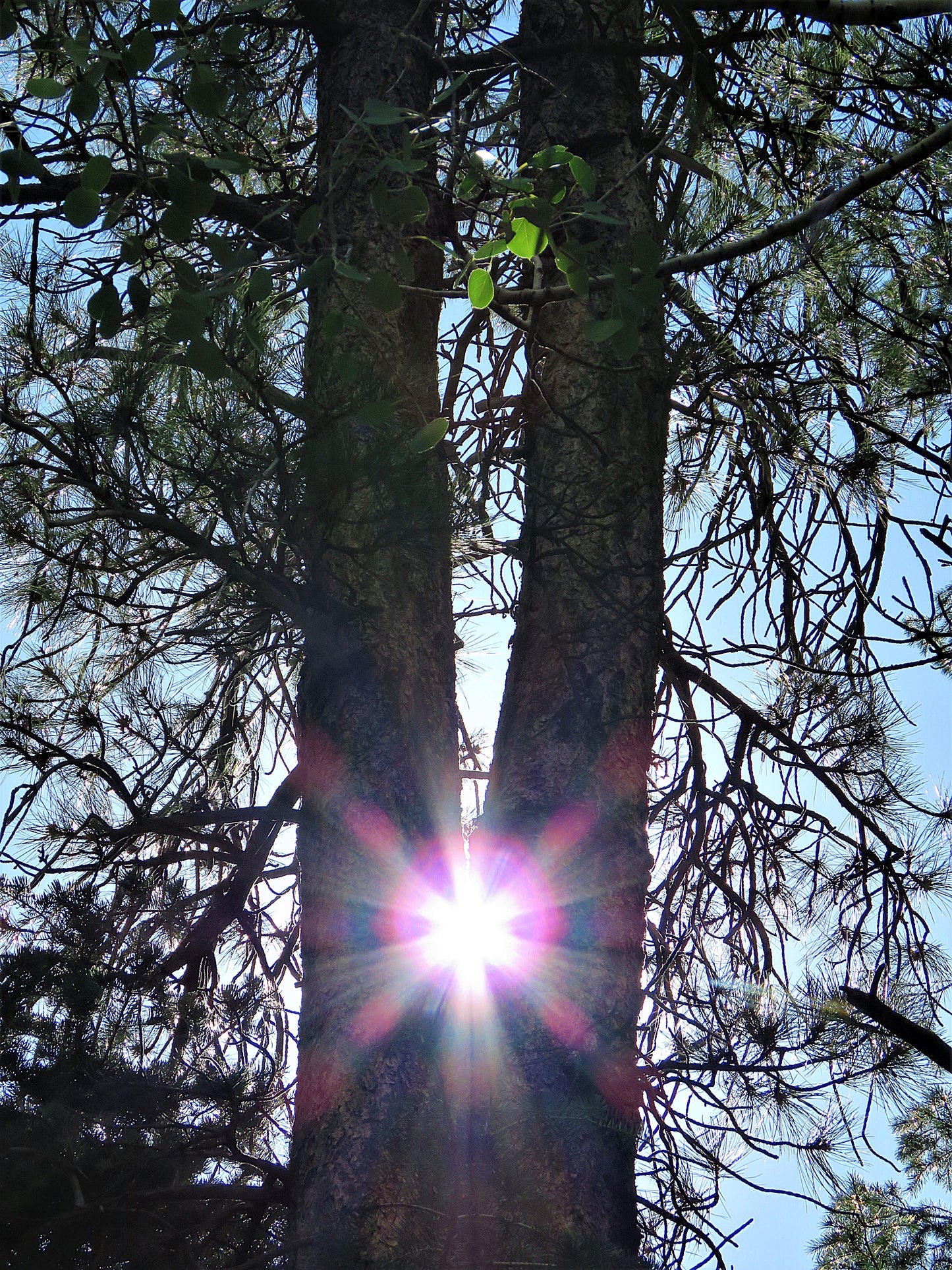 Photo Split Pine Tree with Sun Duck Creek Village Utah