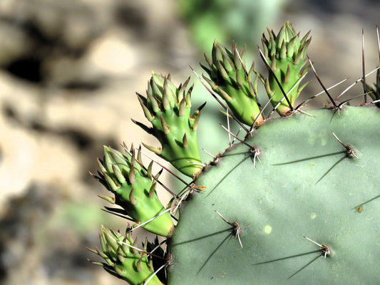 Photo Prickly Pear Cactus with Buds Desert Floor Cave Creek Arizona