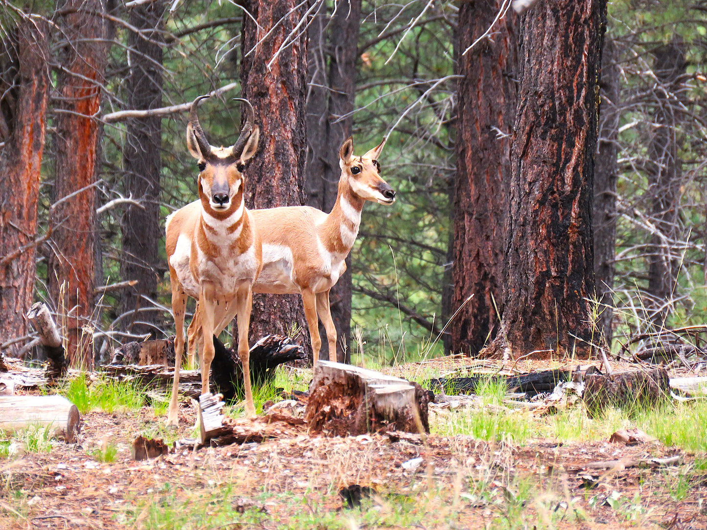 Photo Proghorn Antelope Mom and Dad Forest Pine Trees Duck Creek Village Utah