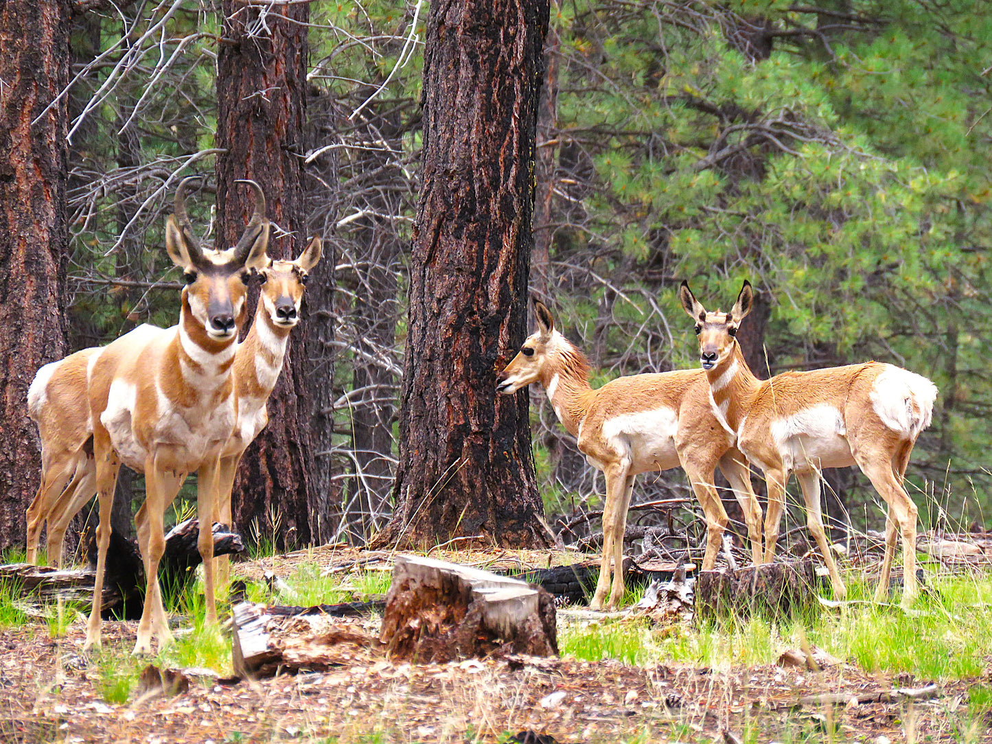 Photo Proghorn Antelope Family Forest Pine Trees Duck Creek Village Utah