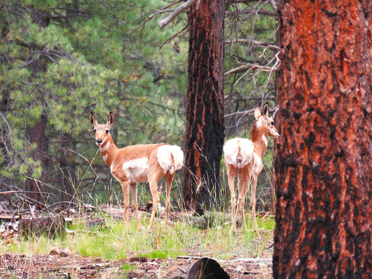 Photo Proghorn Antelope Teenagers Forest Pine Trees Duck Creek Village Utah