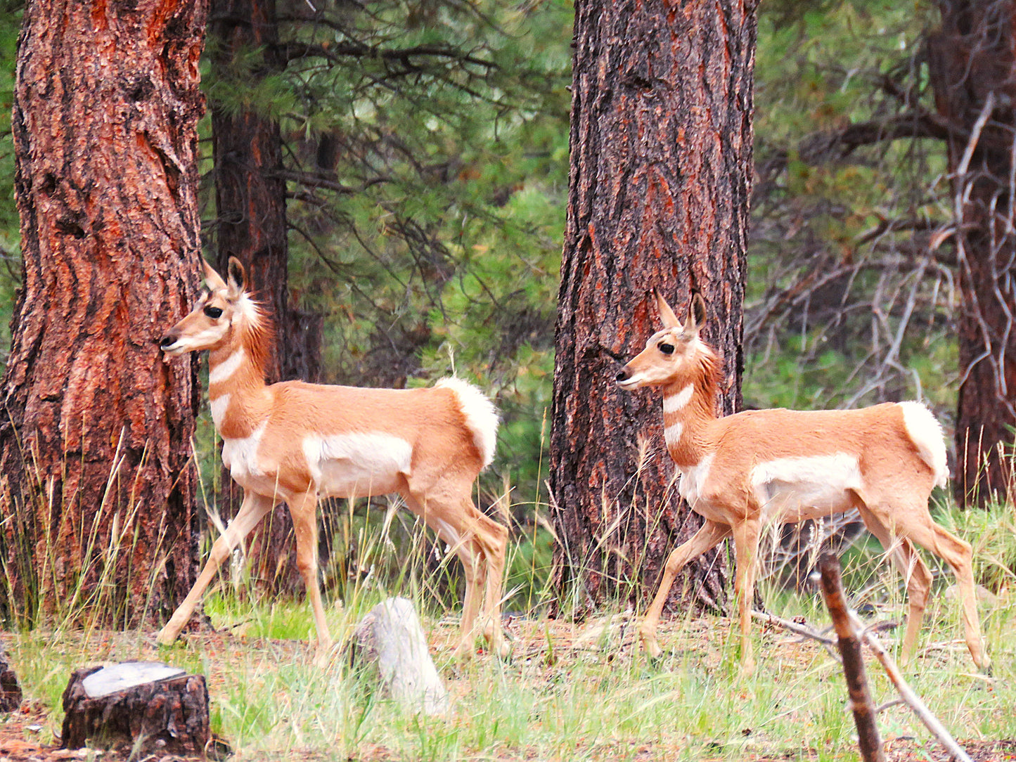 Photo Proghorn Antelope Identical Twins Prancing Forest Pine Trees Duck Creek Village Utah