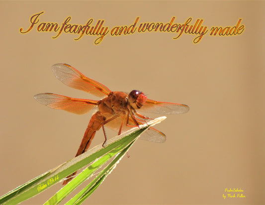 Photo Scripture Picture Smiling Dragonfly, Palm Branch, Morongo Faith Chapel , Banning, California, Psalm 139:14