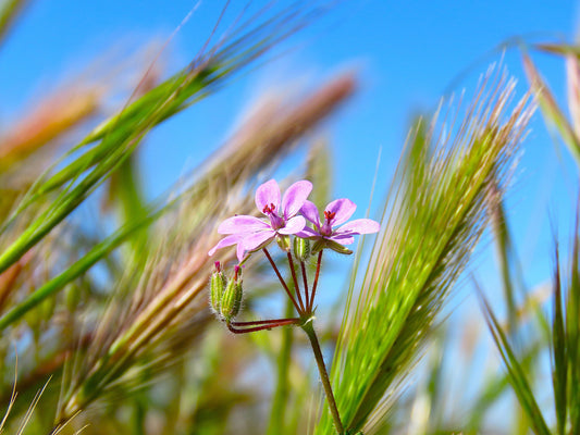 Photo Delicate Purple Wildflower Grasses Blue Sky Morongo Reservation Banning California