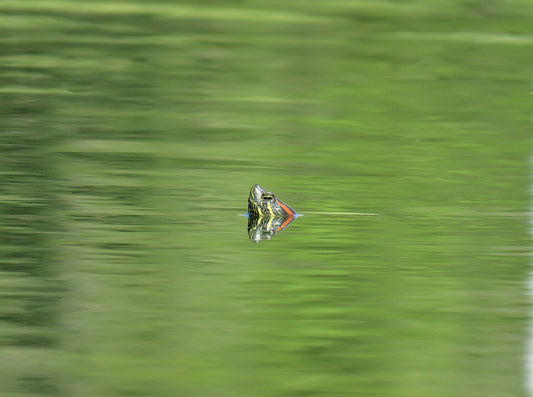 Photo Red Eared Slider Turtle head in pond in San Bernardino