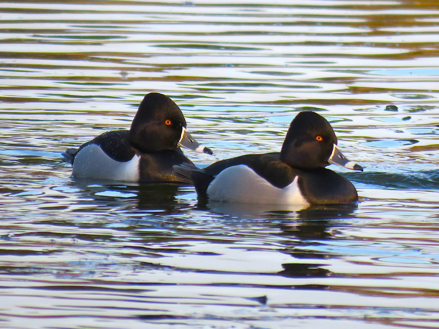 Photo Ring Necked Ducks Pond Cherry Valley California