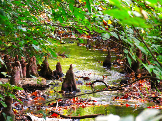 Photo The Appearance of "Robed Monks" Crossing Stream in Tennessee