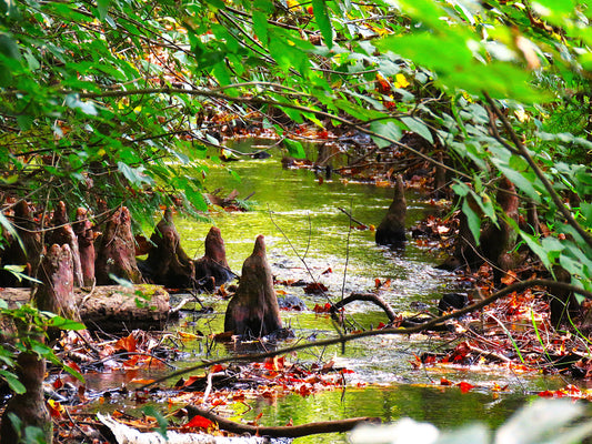 Photo The roots appearing like "Robed Monks" Crossing Stream in Tennessee