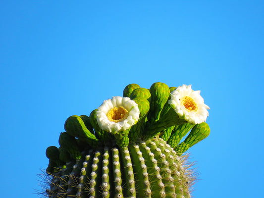 Photo Saguaro Cactus Flowers and Buds Blue Sky Cave Creek Arizona