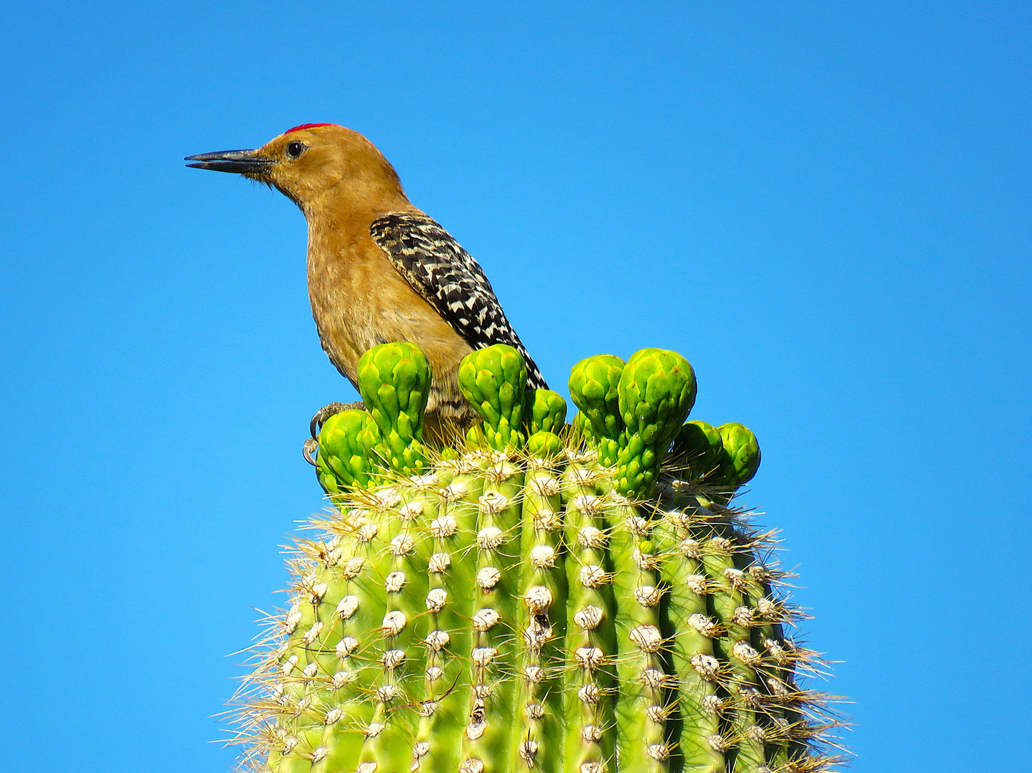 Photo Saguaro Cactus Buds Gila Woodpecker Blue Sky Cave Creek Arizona