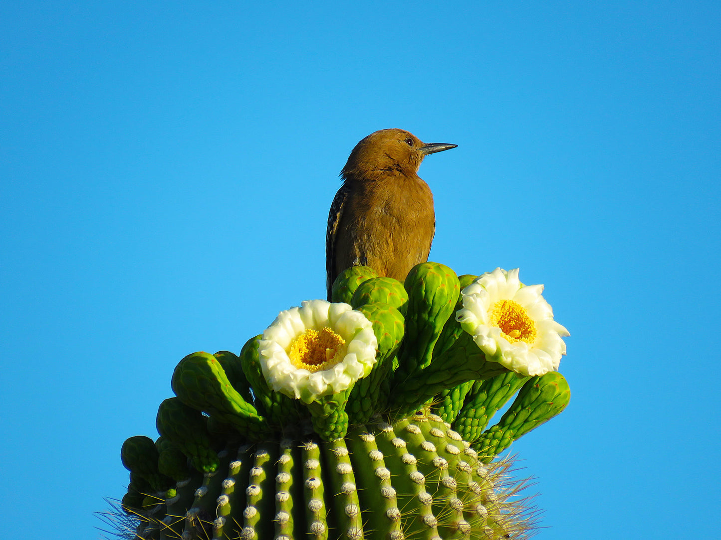 Photo Saguaro Cactus Flowers Gila Woodpecker Blue Sky Cave Creek Arizona