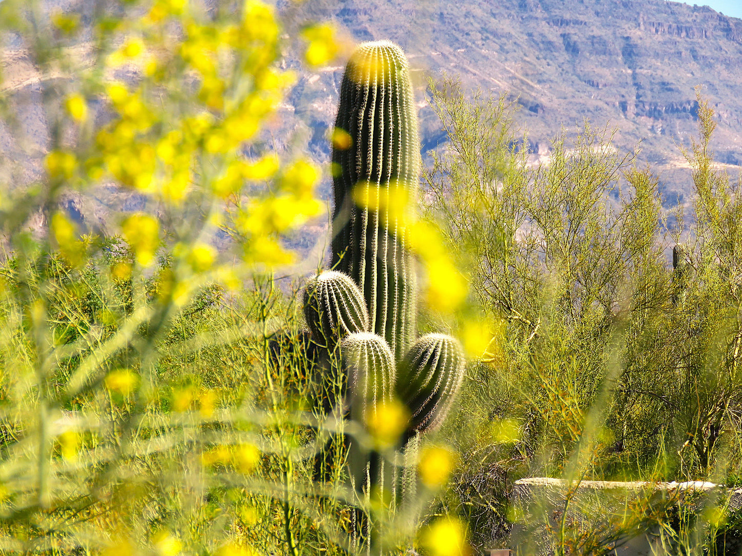 Photo Saguaro Cactus Yellow Flowers Mountains Cave Creek Arizona