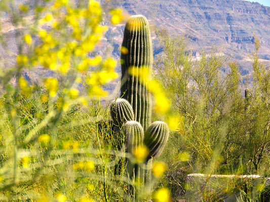 Photo Saguaro Cactus Yellow Flowers Mountains Cave Creek Arizona