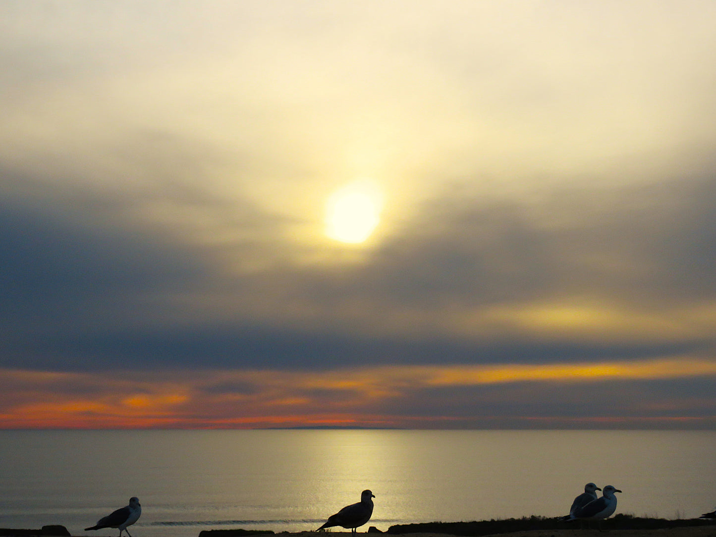 Photo Ocean Sunset with Seagulls in the foreground San Onofre California