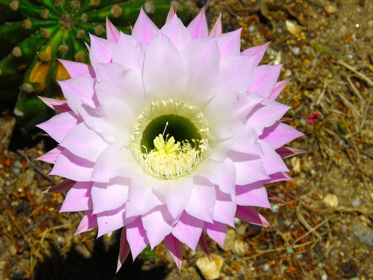 Photo Sea Urchin (Echinopsis) Cactus and Flower Cherry Valley California