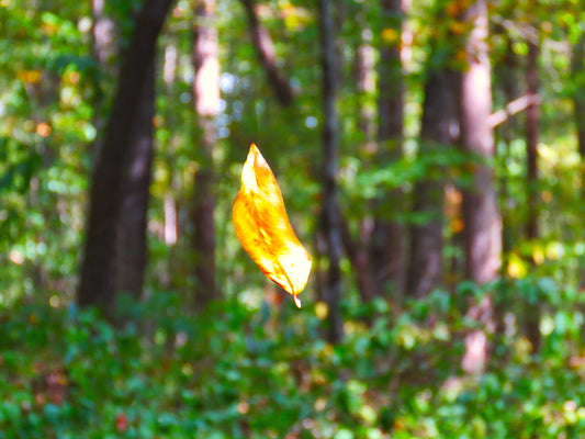 Photo Mysterious Floating Golden Autumn Leaf in Forest in Tennessee