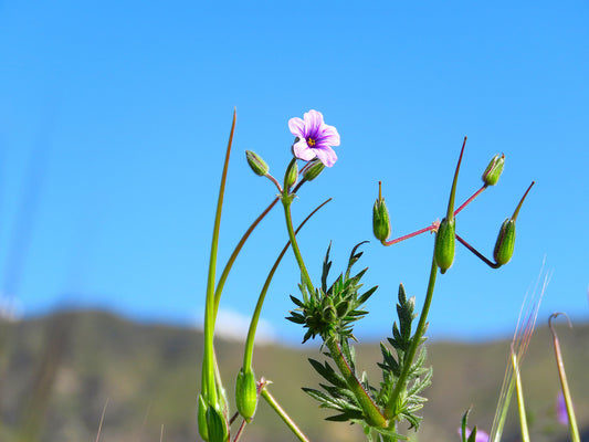 Photo Purple Wildflower With Buds Blue Sky Morongo Reservation Banning California