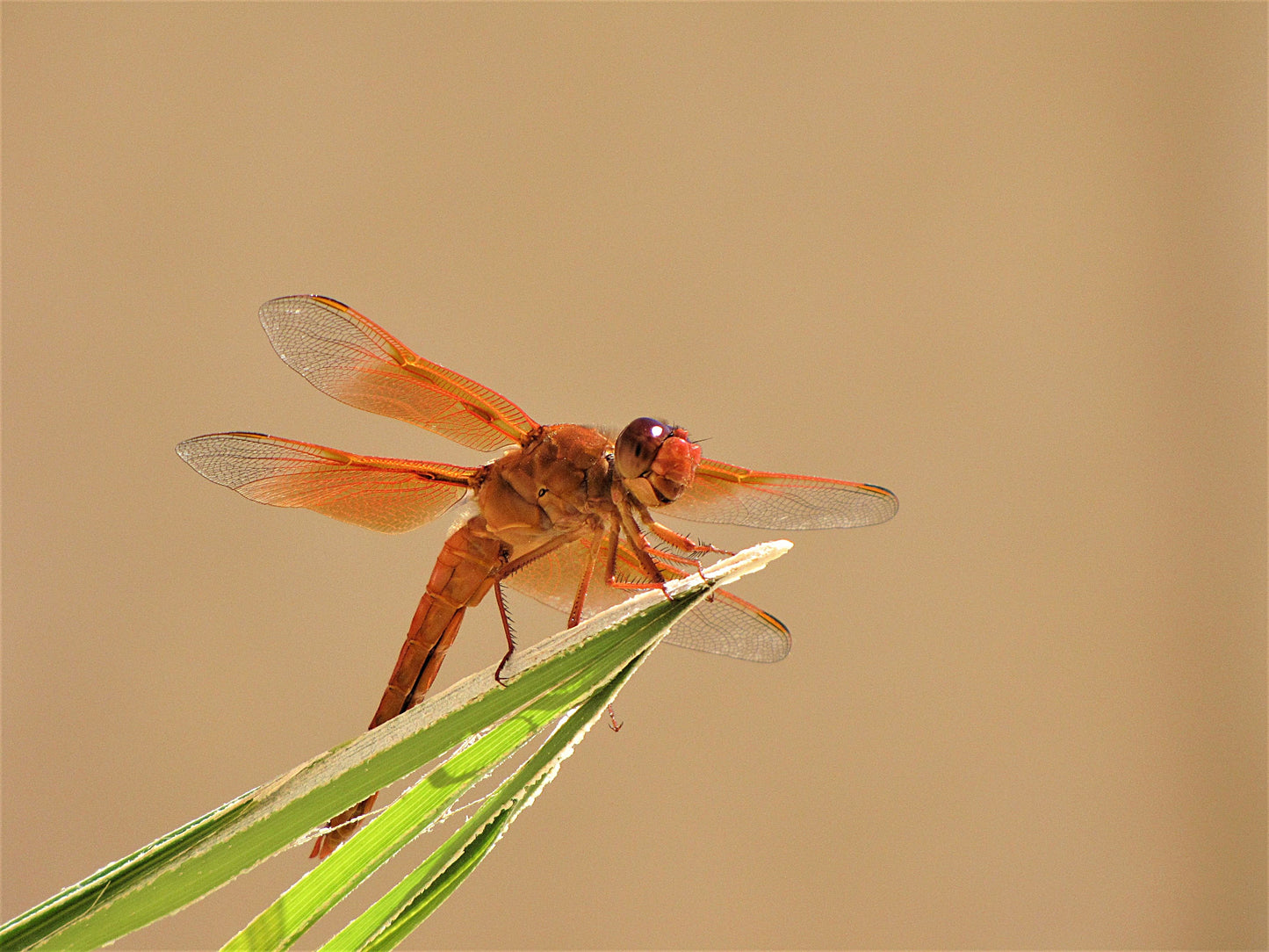 Photo Dragon Fly Smiling Beige Background Morongo Reservation Banning California