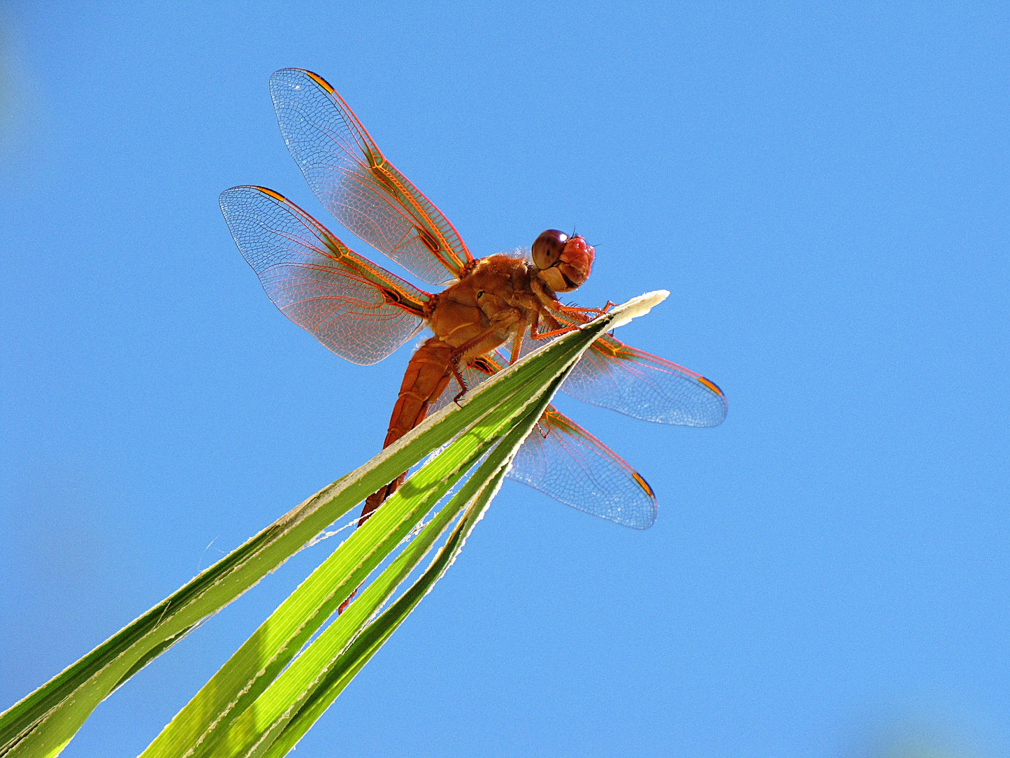 Photo Dragon Fly Smiling Blue Sky Morongo Reservation Banning California