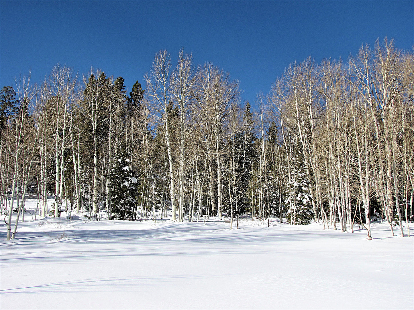 Photo Snow Covered Meadow Bare Aspens and Pines Duck Creek Village Utah