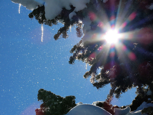 Photo Snow Covered Pine Trees with Icicles and Bright Sun Duck Creek Village Utah