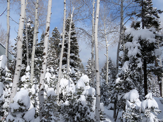 Photo Snow Covered Pine Trees and Aspens Clearing Skies Duck Creek Village Utah